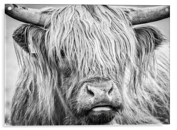Black and White Highland Cow, Mull, Scotland Acrylic by Fraser Duff