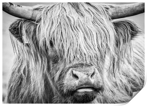 Black and White Highland Cow, Mull, Scotland Print by Fraser Duff