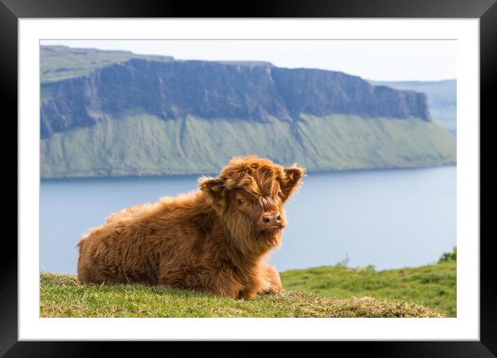 Highland Cow Calf, Isle of Mull, Scotland Framed Mounted Print by Fraser Duff