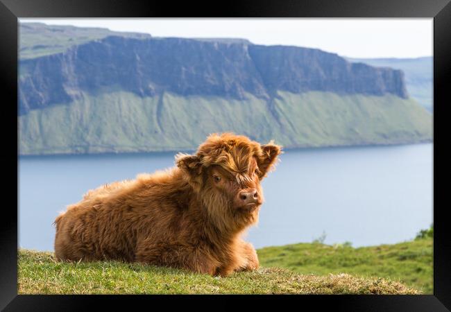 Highland Cow Calf, Isle of Mull, Scotland Framed Print by Fraser Duff