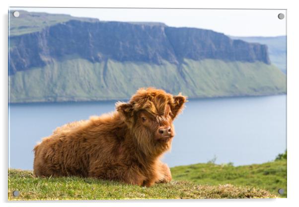 Highland Cow Calf, Isle of Mull, Scotland Acrylic by Fraser Duff