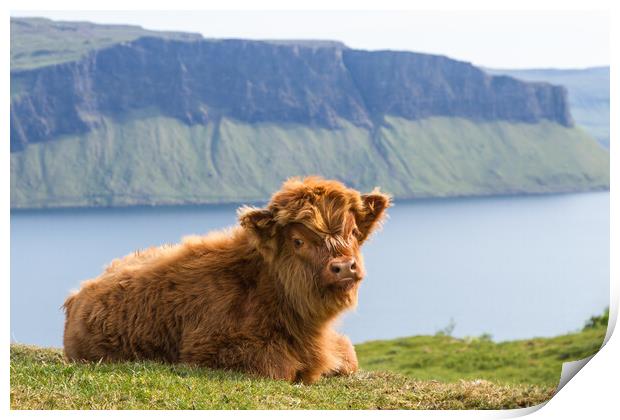 Highland Cow Calf, Isle of Mull, Scotland Print by Fraser Duff