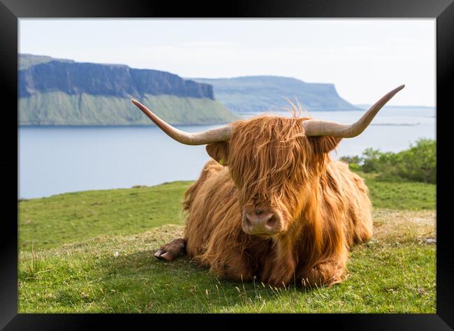 Highland Cow, Isle of Mull, Scotland Framed Print by Fraser Duff