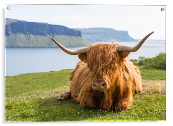 Highland Cow, Isle of Mull, Scotland Acrylic by Fraser Duff