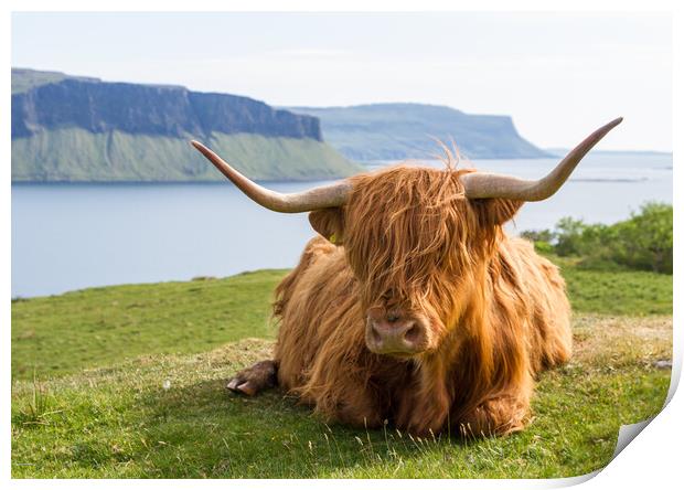 Highland Cow, Isle of Mull, Scotland Print by Fraser Duff