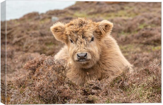 Wee Euan the Highland Cow Calf, Isle of Harris Canvas Print by Fraser Duff