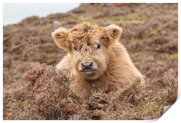 Wee Euan the Highland Cow Calf, Isle of Harris Print by Fraser Duff