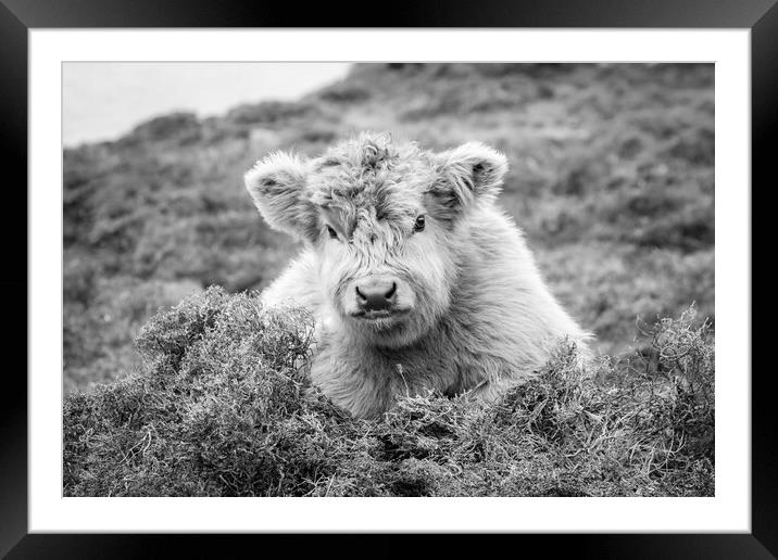 Euan the Highland Cow Calf, Harris, Scotland Framed Mounted Print by Fraser Duff