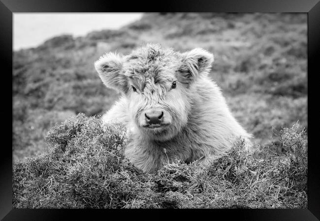 Euan the Highland Cow Calf, Harris, Scotland Framed Print by Fraser Duff