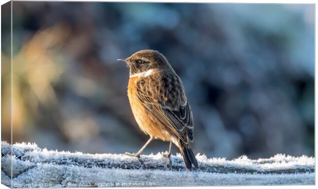 The Frosty Stonechat Canvas Print by Darren Wilkes
