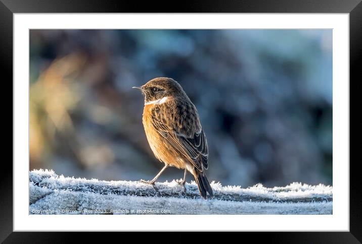 The Frosty Stonechat Framed Mounted Print by Darren Wilkes