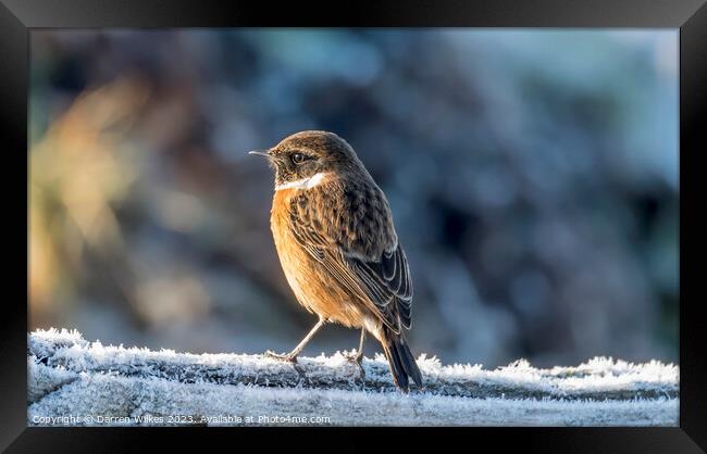 The Frosty Stonechat Framed Print by Darren Wilkes