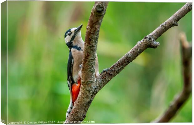 Fiery Beauty of the Great Spotted Woodpecker Canvas Print by Darren Wilkes