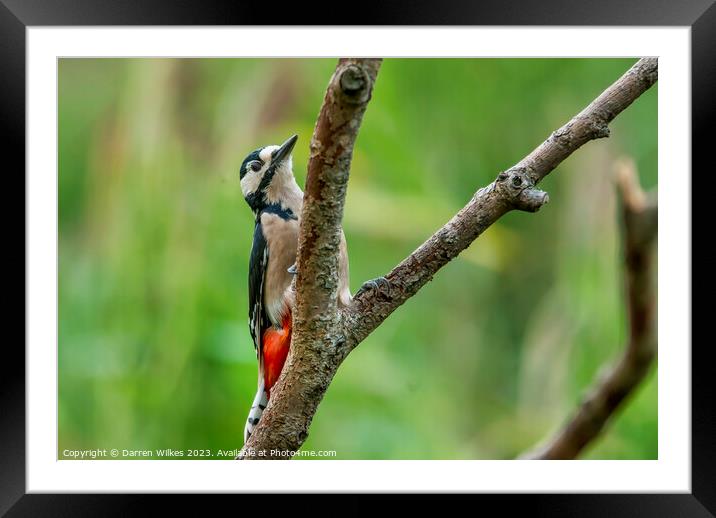 Fiery Beauty of the Great Spotted Woodpecker Framed Mounted Print by Darren Wilkes