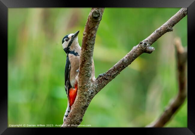 Fiery Beauty of the Great Spotted Woodpecker Framed Print by Darren Wilkes