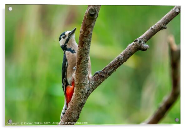 Fiery Beauty of the Great Spotted Woodpecker Acrylic by Darren Wilkes