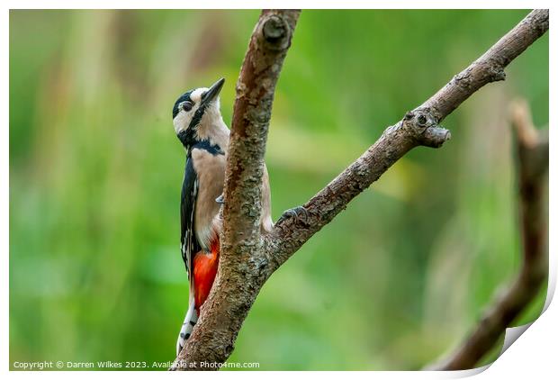Fiery Beauty of the Great Spotted Woodpecker Print by Darren Wilkes