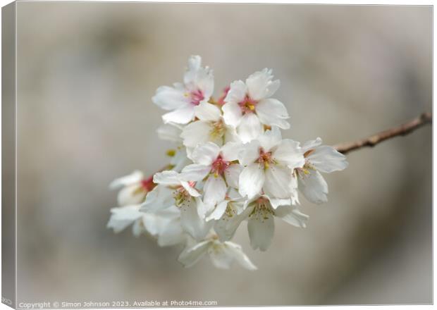 wind blown Cherry blossom Canvas Print by Simon Johnson