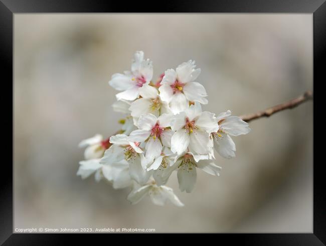 wind blown Cherry blossom Framed Print by Simon Johnson