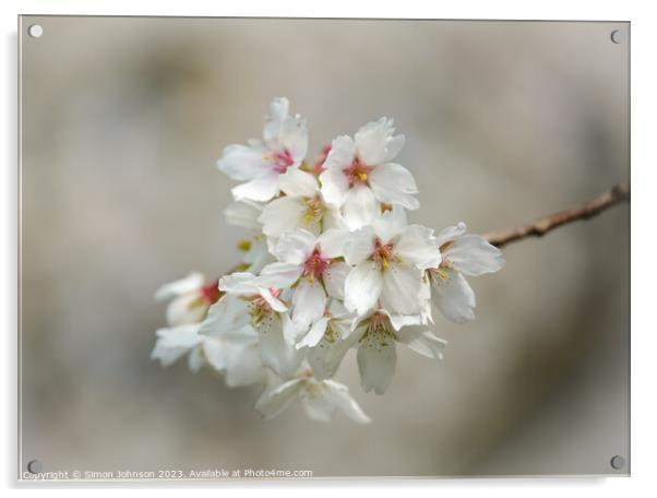 wind blown Cherry blossom Acrylic by Simon Johnson