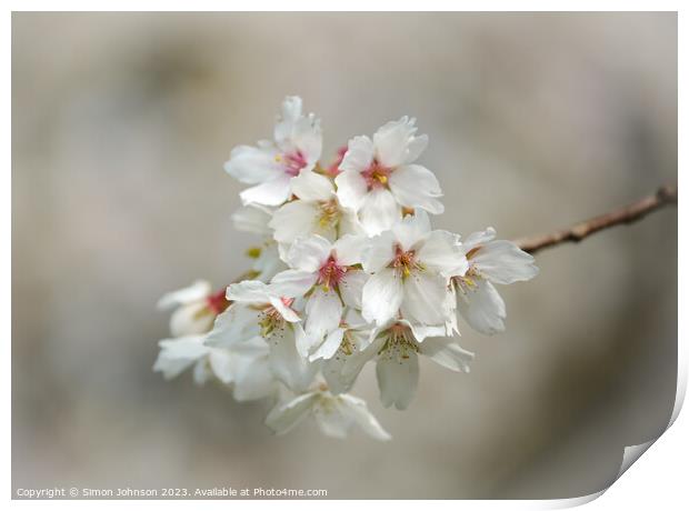 wind blown Cherry blossom Print by Simon Johnson
