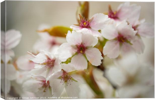 white Cherry blossom Canvas Print by Simon Johnson