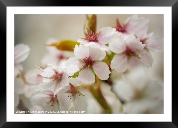 white Cherry blossom Framed Mounted Print by Simon Johnson