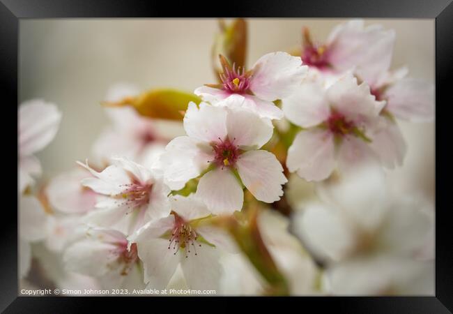 white Cherry blossom Framed Print by Simon Johnson