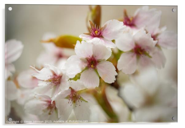 white Cherry blossom Acrylic by Simon Johnson