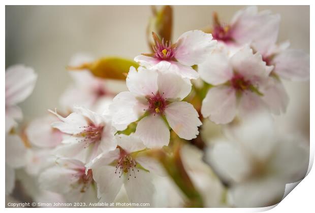 white Cherry blossom Print by Simon Johnson