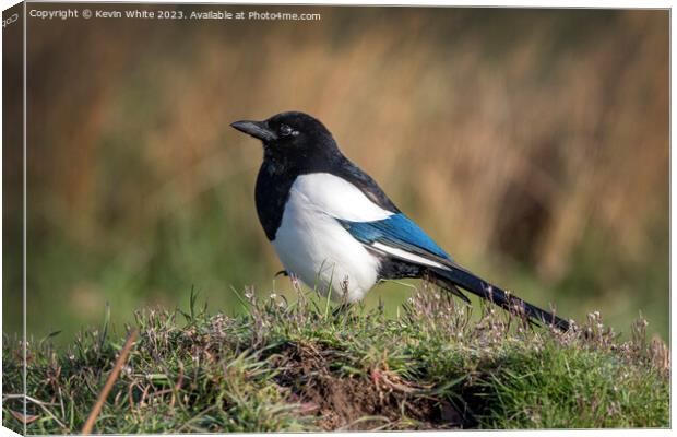 Magpie in the long grass Canvas Print by Kevin White