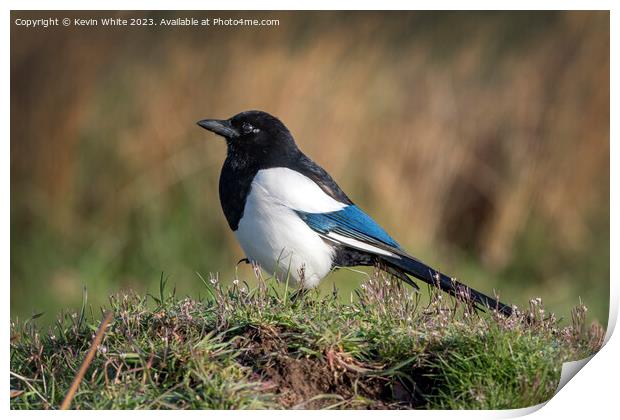 Magpie in the long grass Print by Kevin White