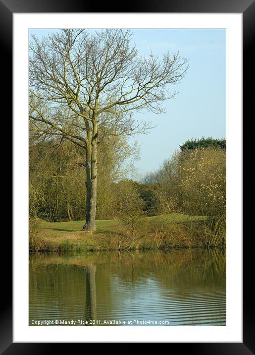 Tree across the lake Framed Mounted Print by Mandy Rice