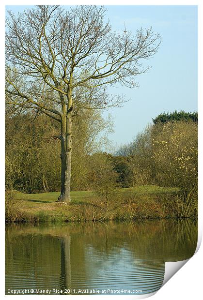 Tree across the lake Print by Mandy Rice