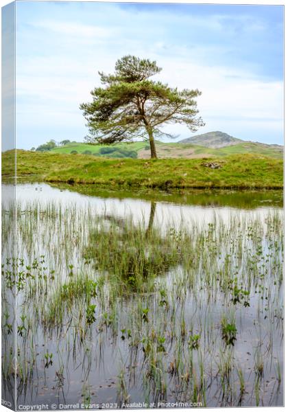 Tree at Kelly Hall Tarn Canvas Print by Darrell Evans