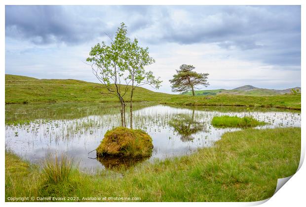 Trees and Kelly Hall Tarn Print by Darrell Evans