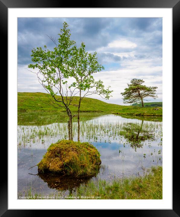 Trees at Kelly Hall Tarn Framed Mounted Print by Darrell Evans
