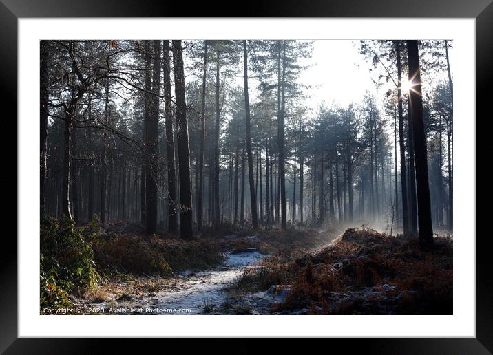 Forest in winter Framed Mounted Print by Dan Painter