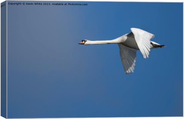 Mute swan gliding through the air Canvas Print by Kevin White