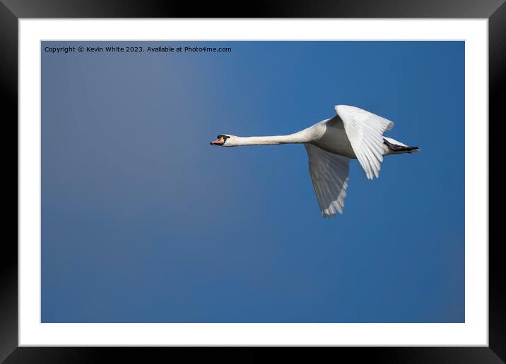 Mute swan gliding through the air Framed Mounted Print by Kevin White