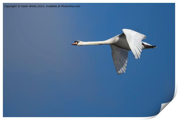 Mute swan gliding through the air Print by Kevin White