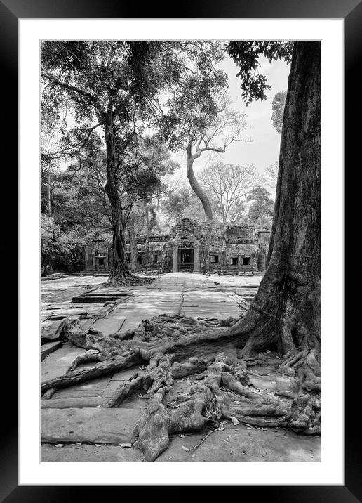 Ta Prohm Framed Mounted Print by Jed Pearson