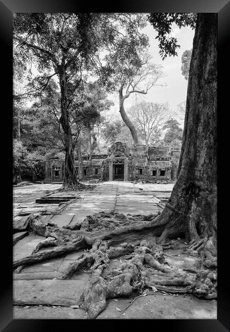 Ta Prohm Framed Print by Jed Pearson