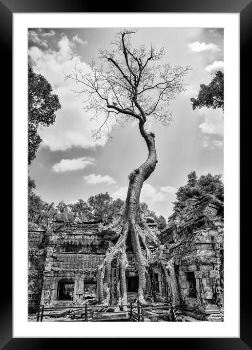 Ta Prohm Tree Framed Mounted Print by Jed Pearson