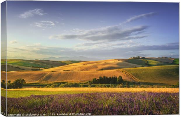 Lavender in Tuscany, hills and green fields. Santa Luce, Pisa. Canvas Print by Stefano Orazzini