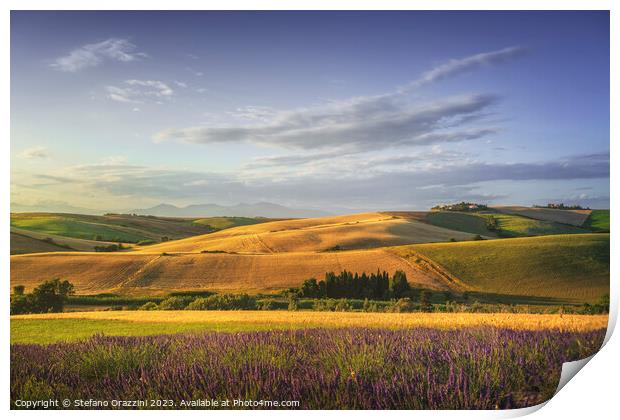 Lavender in Tuscany, hills and green fields. Santa Luce, Pisa. Print by Stefano Orazzini