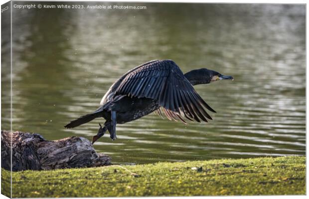 Cormorant flying off after eating Canvas Print by Kevin White