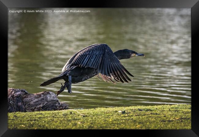 Cormorant flying off after eating Framed Print by Kevin White