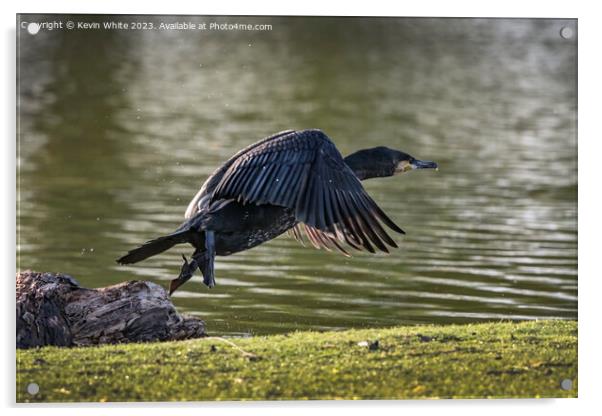 Cormorant flying off after eating Acrylic by Kevin White