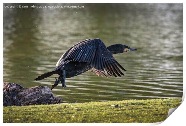 Cormorant flying off after eating Print by Kevin White